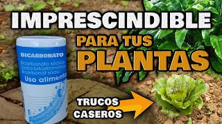 Aplica BICARBONATO en tus Plantas y MIRA QUE PASA  Fungicida Casero e Insecticida Ecológico [upl. by Konyn]