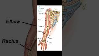 Anatomy of upper limb RadiusUlna humerus shorts viralshorts trandingshorts humerus radius [upl. by Trillby]