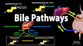 Bile Pathways and the Enterohepatic Circulation Animation [upl. by Ahtreb594]