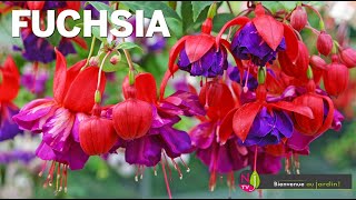 FUCHSIA  HISTOIRE LITTÉRATURE BOTANIQUE ANECDOTES SUR LA PLANTE SURNOMMÉE LE BUISSON DE BEAUTÉ [upl. by Amber]