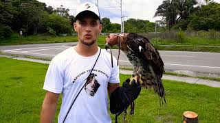 Águila Crestuda Real quotINDIAquot spizaetus ornatus Panamá [upl. by Eirehs954]