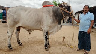 Pamidi Anjiiah Chowdary Gari Next year New category Bulls [upl. by Trinee]