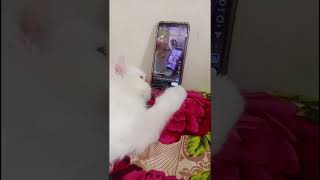 Kittens Head Bobbing with Music cat viral shorts [upl. by Varuag]