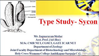 Types Study  Sycon । crown sponge। phylum porifera। ostia । phylum porifera bsc 1st year [upl. by Nylcsoj]