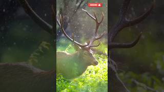 Nature power and beauty unleashed🌧️🦌Wildwonders17shorts ytshorts youtubeshorts deer animals [upl. by Edas]