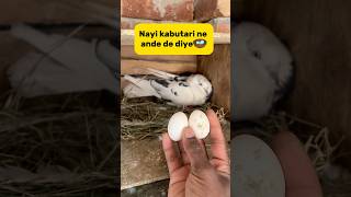 Nayi kabutari ne ande de diye🪺 petlover minivlog birds pigeon kabutar pigeonvlogger [upl. by Gayle]