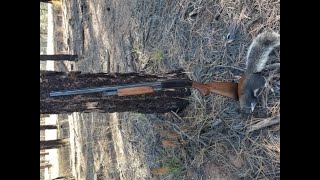 Squirrel and rabbit hunt in northern Arizona by the Grand Canyon National Park on 11132021 [upl. by Carlick878]