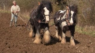 Wie wir mit den Pferden pflügen und Kartoffeln pflanzen [upl. by Yenttirb174]