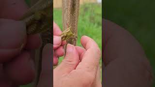 How to Feeding seedlings  Easy Grafting part 910 [upl. by Haynor]