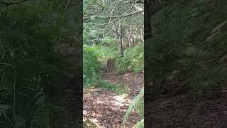 Secrets of the Fallow Deer Herd deer [upl. by Petersen688]