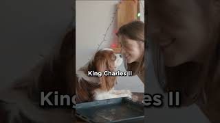 Cavalier King Charles Spaniel breed history dogs [upl. by Naened]