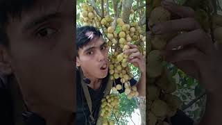 sensasi makan buah langsep kokosan langsung dari pohonya fruit [upl. by Anaizit]