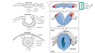 CNS Embryology [upl. by Alilad]