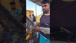 7 feet big kola Fish  Ammapet salem ungal meenavan 9159099991 [upl. by Nilde]