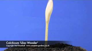 Colchicum Lilac Wonder timelapse [upl. by Akinert917]