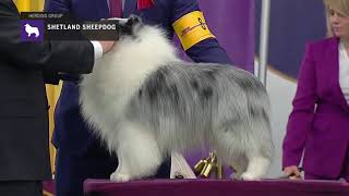 Shetland Sheepdogs  Breed Judging 2019 [upl. by Yecnay]