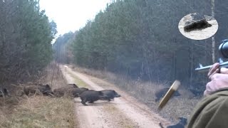 Drückjagd in Polen  polowanie na dziki vildsvinsjakt  driven hunt Chasse Au Sanglier drivjakt [upl. by Gelman683]