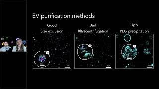 Preparing Intact EV Samples for SuperResolution Imaging [upl. by Dustman]