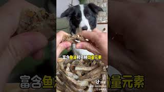 Delicious food is coming Border Collie If you dont have a dog you dont know the fun of rais [upl. by Igig]