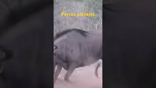 Perros salvajes atacan [upl. by Lonee]