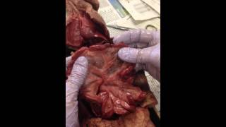 Mink Dissection 10 The Mesentery [upl. by Yelsnia]