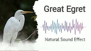 Great Egret  Natural Sound Effects [upl. by Aneertak]