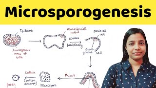 Microsporogenesis  types of anther wall development  BSc  MSc  TGT  PGT  NEET [upl. by Akinohs245]