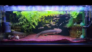 폴립들에게 버들치를 주었다minnow in polyterus tank [upl. by Anidal288]