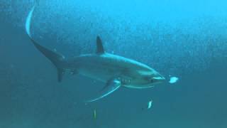 オナガザメ （Thresher Shark） [upl. by Jany564]