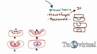 Fisiología  Endocitosis Fagocitosis y Pinocitosis  Sistemas funcionales de la celula [upl. by Ehcadroj]