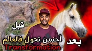 من فرس كان غادي ياكلوها الأسود فالحديقة إلى فرس تعيش حياة الرفاهية حمد لله حلم من أحلامي تحقق اليوم [upl. by Ymmot]