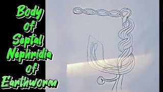 Easy way to draw Septal nephridia body of Earthworm  Class11 Biology septalnephridia [upl. by Che]