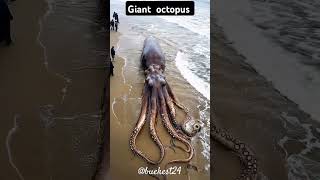 Giant octopus 👾👾👾👾youtube [upl. by Rohn172]