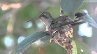 Un colibrí haciendo su nido [upl. by Oralle]