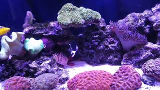 Wrasse only reef tank with 9 Wrasses how it works  part 1 [upl. by Gluck]