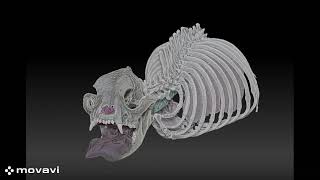 PhD Vid Of models Brachycephaly [upl. by Astera]