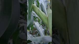 makka top veriety syngenta NK 7328 kisan viral shortsfeed indianfarmer shortfeed shortsyoutube [upl. by Acisey]