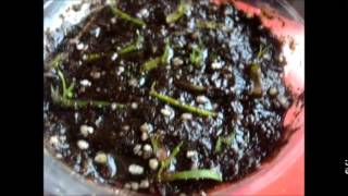 How to Propogating Carnivorous plants from leaf cuttings flytraps amp [upl. by Rayshell712]