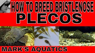 HOW TO BREED BRISTLENOSE PLECOS [upl. by Aruam]