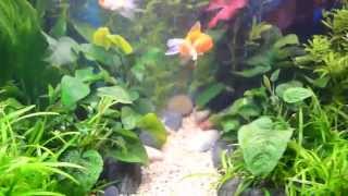 Planted Goldfish Aquarium [upl. by Gonroff]