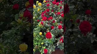 പുതിയലോഡ്എത്തിയേ  Rose varieties creepers floweringtrees flowering plants gardening reemz [upl. by Wilona]