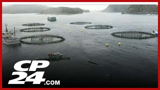 Salmon farming in BC raising ethical questions [upl. by Partan]