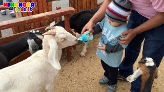 Diego de visita en la Granja de Contacto 🐮🐷 Videos para niños ✨ Mimonona Stories [upl. by Zednanreh]