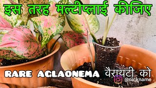 महंगे और रेयर aglaonema plants को इस विधि से multiply करके ढेरों पौधे बनाये  aglaonema propagation [upl. by Tori]