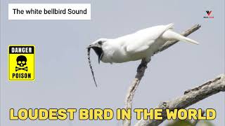 White bellbird listen to the worlds loudest bird call [upl. by Enilasor]