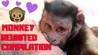 Capuchin Monkey Reunited With Family COMPILATION [upl. by Ruben]