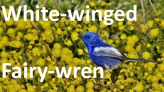 Whitewinged Fairywren [upl. by Garibald464]