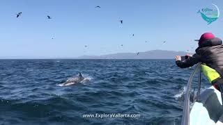 Delfines nadando libres en el océano  Bahía de Banderas [upl. by Porta]