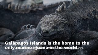 Galápagos Islands A Living Laboratory of Evolution and Biodiversity [upl. by Eirena624]