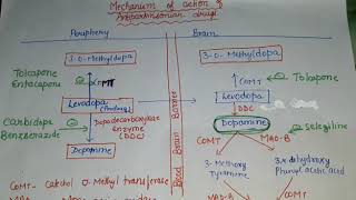 Mechanism of action of antiparkinsonian drugs [upl. by Mann355]